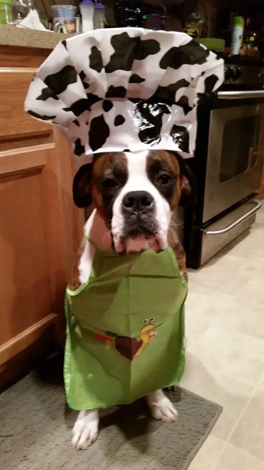 Boxer Dog sitting on the floor while wearing a cow print chef cap and an apron