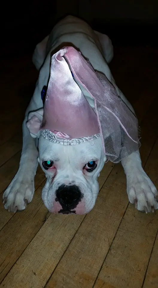 Boxer Dog lying down on the floor with a pink princess cone on top of its head