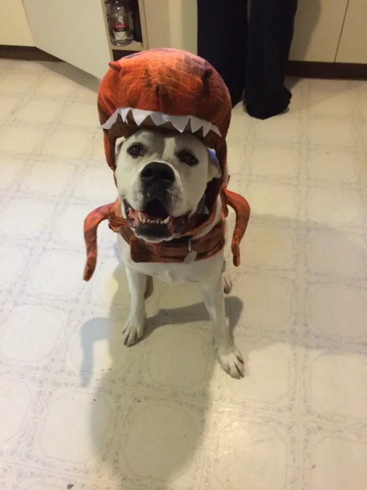 Boxer Dog sitting on the floor while wearing its dinosaur headpiece
