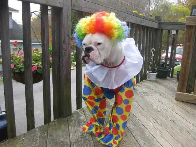 Boxer Dog in its clown outfit while standing in the balcony