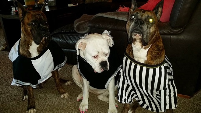 three Boxer Dog sitting on the floor in their halloween costumes