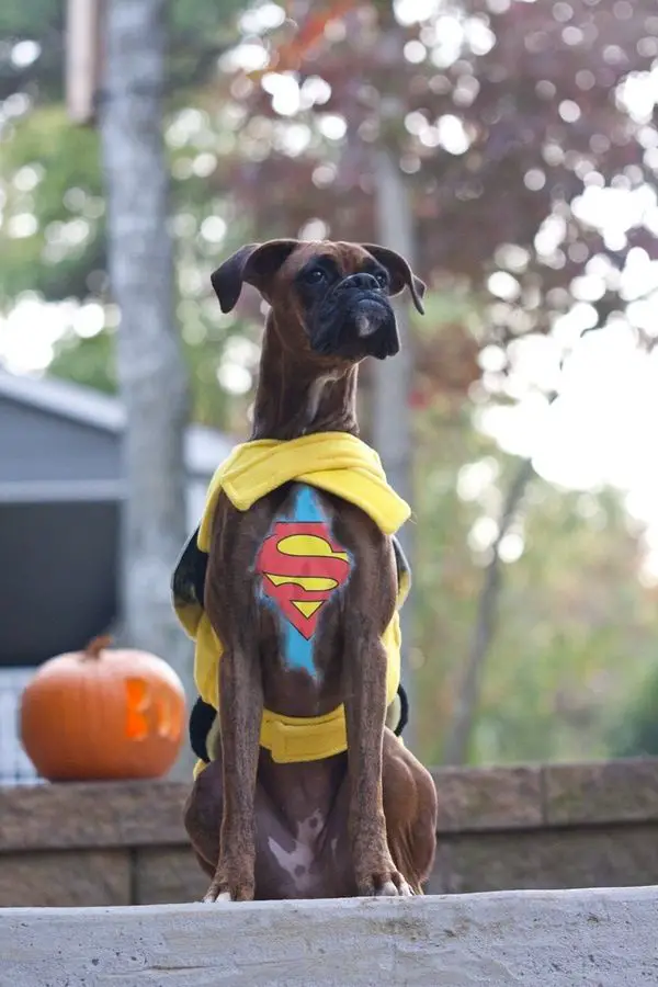 Boxer Dog sitting on the stairs while wearing a superman costume