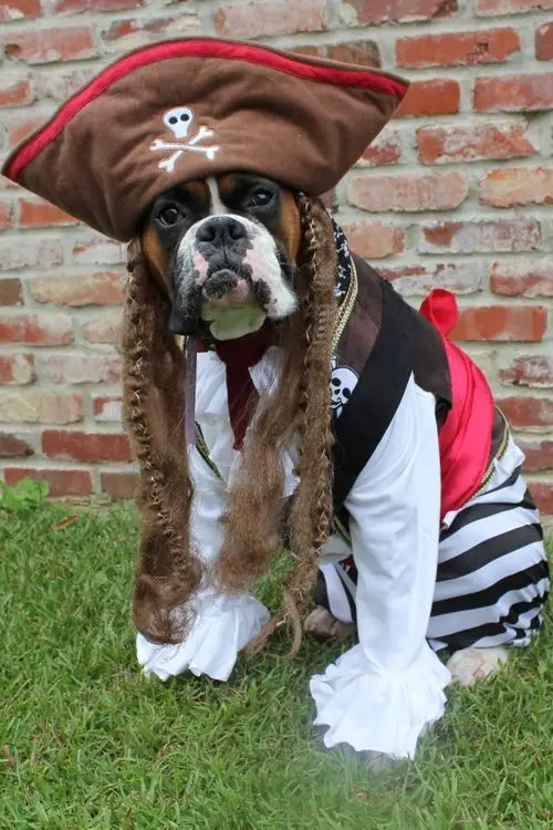 Boxer Dog in its pirate outfit while sitting on the green grass with a brick wall behind him
