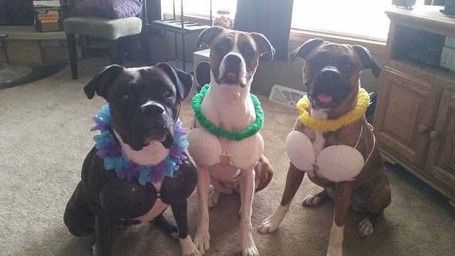 three Boxer Dogs sitting on the floor wearing a Lei necklace and shell cups on its chest while sitting on the floor