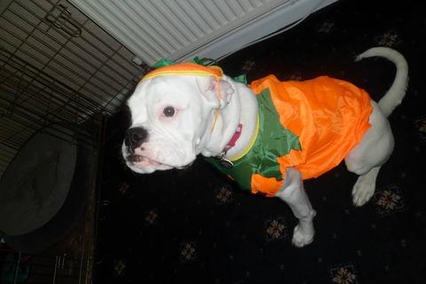 Boxer Dog wearing a pumpkin outfit while sitting on the floor