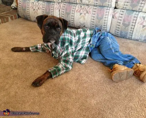 Boxer Dog lying on the floor wearing a green checkered long sleeves and a denim pants with brown shoes