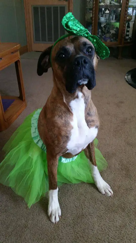 Boxer Dog wearing a green tutu and a ribbon head band while sitting on the floor