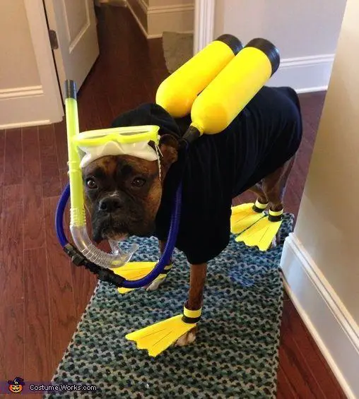 Boxer Dog wearing scuba diver outfit while standing in the carpet
