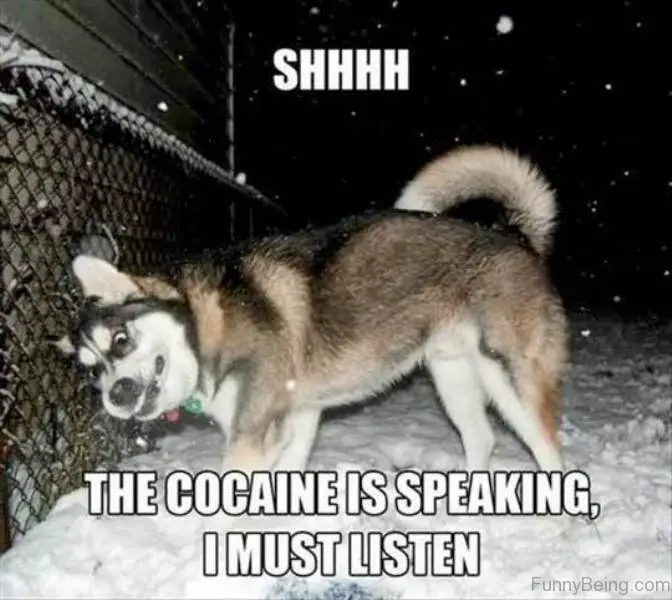 Siberian Husky standing in snow by the fence with its funny face at night photo with text - Shhh the cocaine is speaking. I must listen