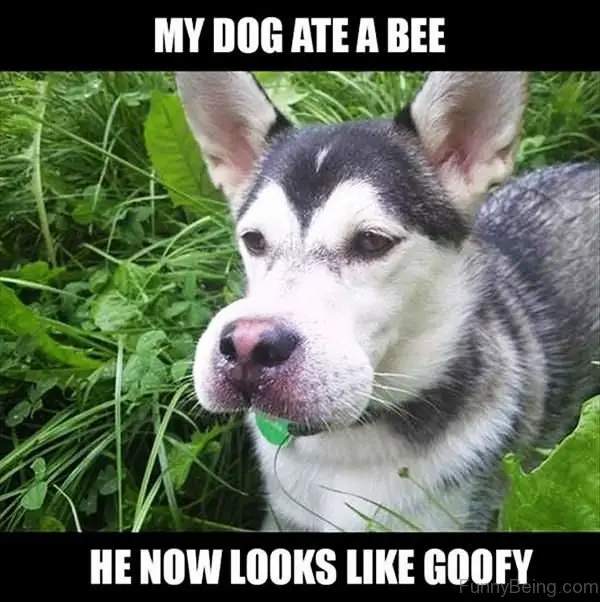Husky dog with its moth swollen photo with a caption 