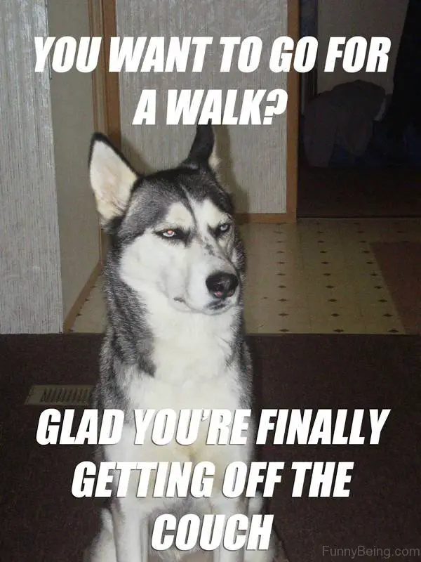 Siberian Husky sitting on the floor with its grumpy face photo with text - You want to go for a walk? Glad you're finally getting off the couch