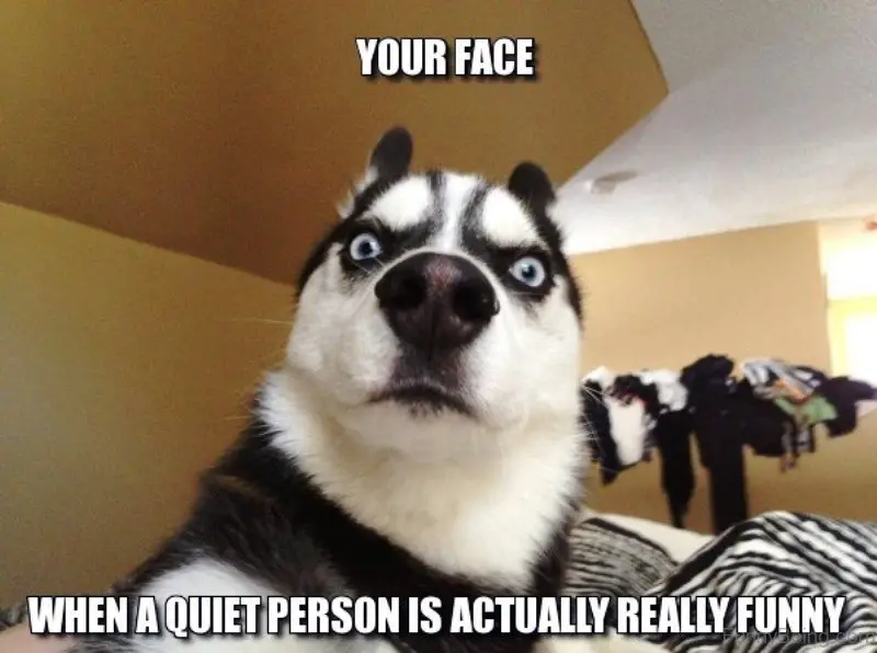 Siberian Husky's funny shocked face photo with tetx - Your face when a quite person is actually really funny
