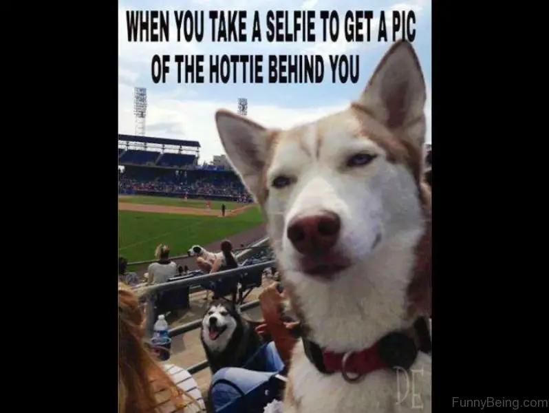 a smiling Husky behind a Husky with an innocent face sitting at the bench in the baseball game photo with text - When you take a selfie to get a pic of the hottie behind you