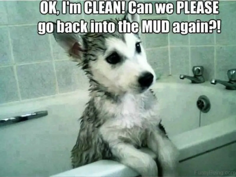 wet Husky puppy standing up in the bathtub photo with a text 
