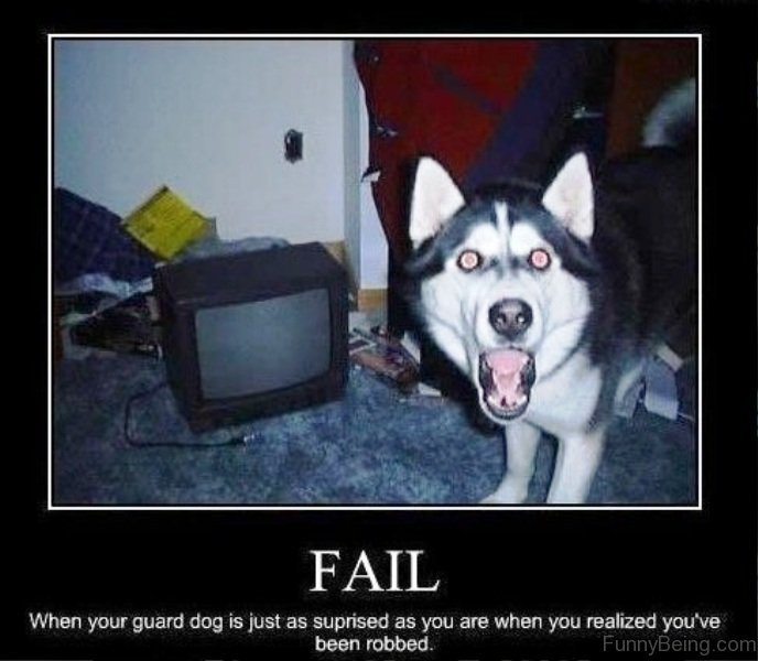 photo of a Siberian Husky with its wide eyes and mouth open in front of a scattered things and Tv on the floor with caption - Fail. When you guard dog is just as surprised as you when you realized you've been robbed.