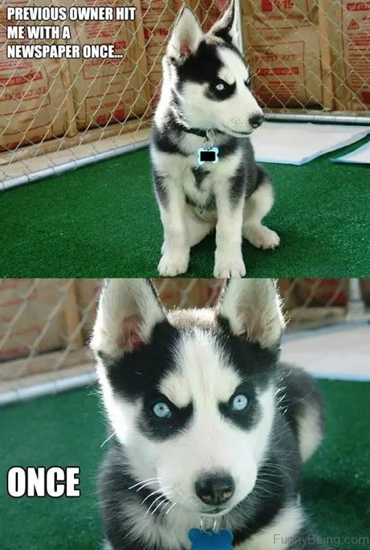Husky puppy sitting on an artificial green grass photo with a text 