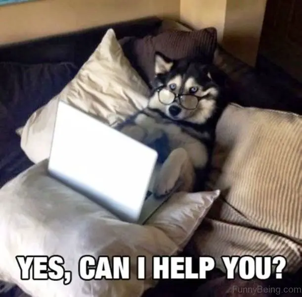 Siberian Husky lying in bed while wearing reading glasses with a laptop on top of her photo with text -Yes, can I help you?
