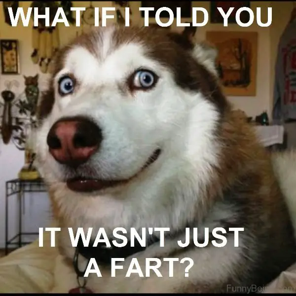 sweet and smiling face of a Husky photo with text - What if I told you it wasn't just a fart?