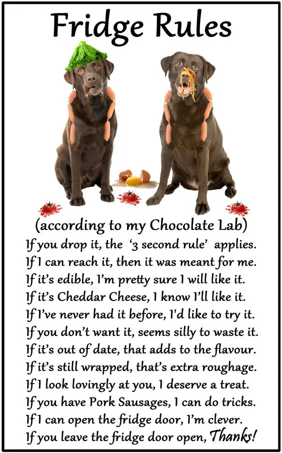 two Labrador Dogs with food around them and a text about 