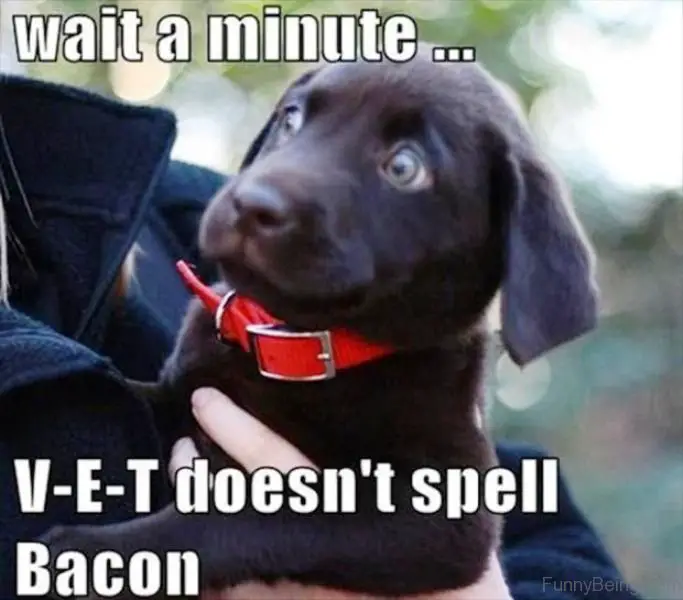 scared Labrador puppy in the arms of a woman photo with a text - wait a minute. VET doesn't spell bacon