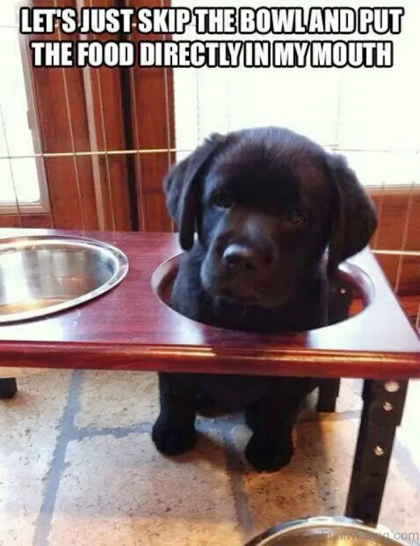 black Labrador puppy with its head on the hole of the bowl holder photo with a text 