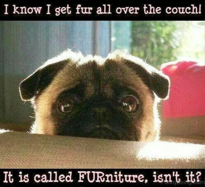 Pug in the couch with its sad face phot with caption 