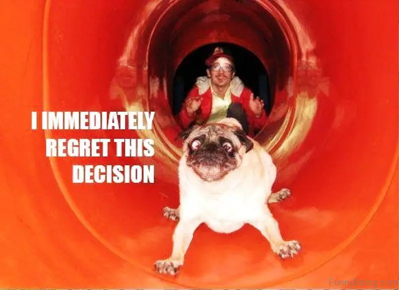 Pug sliding in a hole slide with its scared face photo with a text 