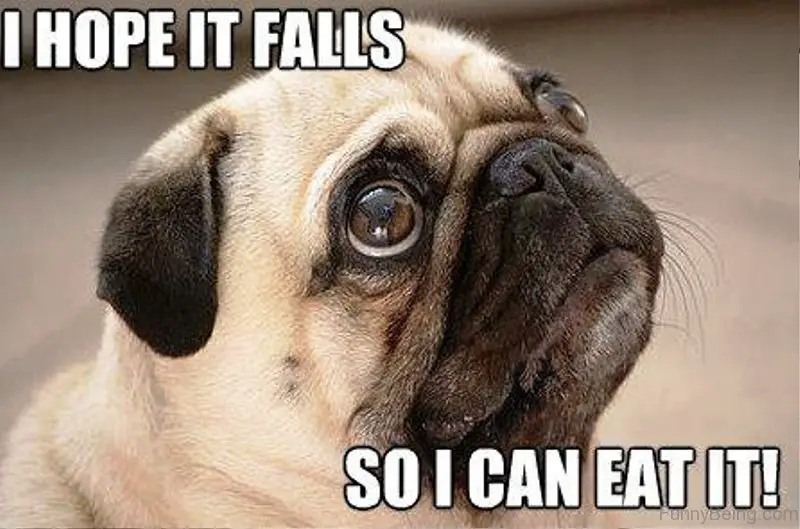 Pug looking up with its sad eyes photo with a text 