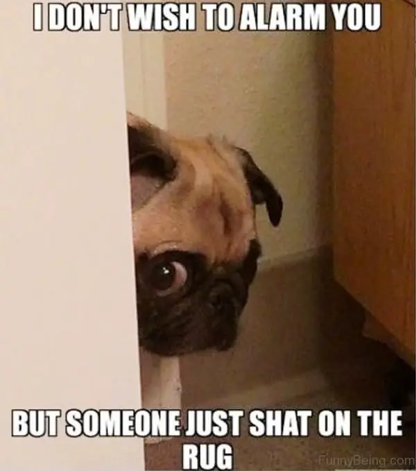 Pug peeking from behind the door photo with a text 