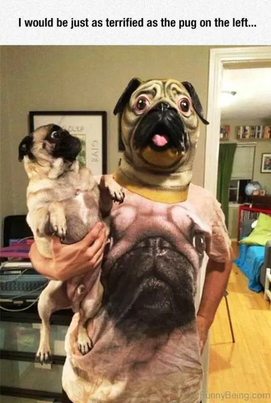 photo of a Pug looking scared while staring at a person wearing a pug face printed shirt and a pug face head with a caption 
