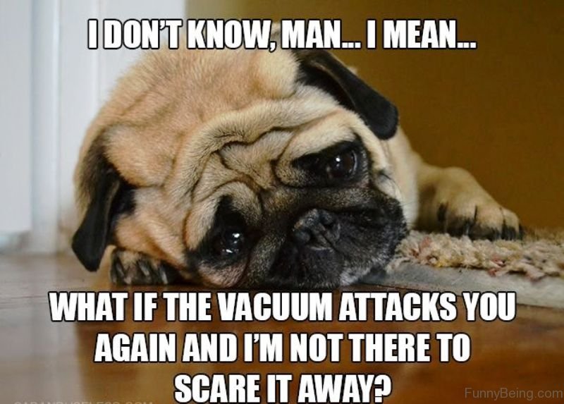 funniest pug pictures