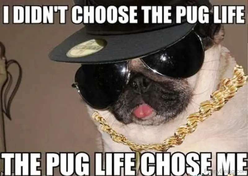 Pug wearing a sunglasses, hat, and a gold necklace photo with a text 