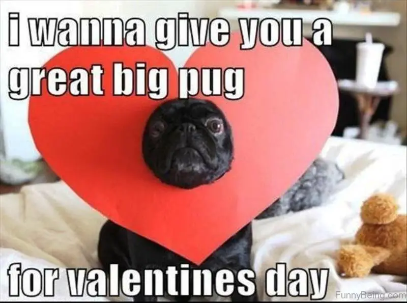 Pug face in a heart-shaped paper photo with a text 