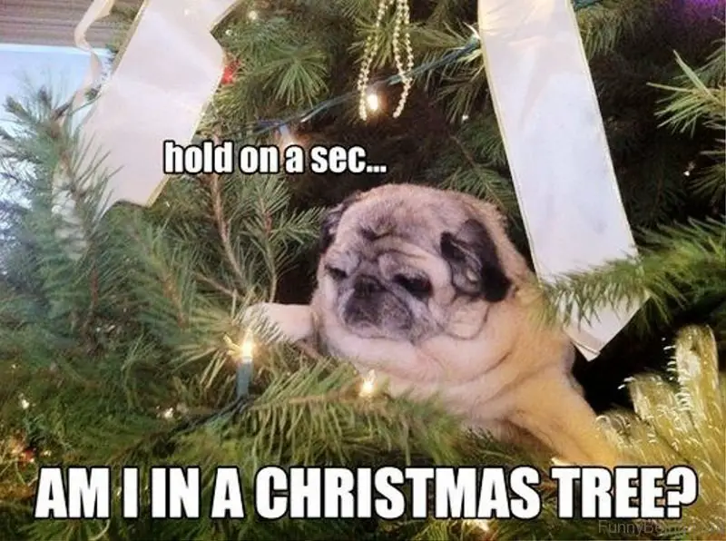 Pug stuck on the branch of a christmas tree photo with a text 