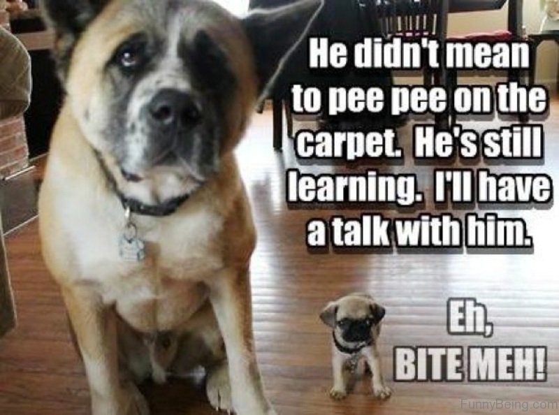 Pug sitting on the floor with an angry face beside and adult dog photo with a text 