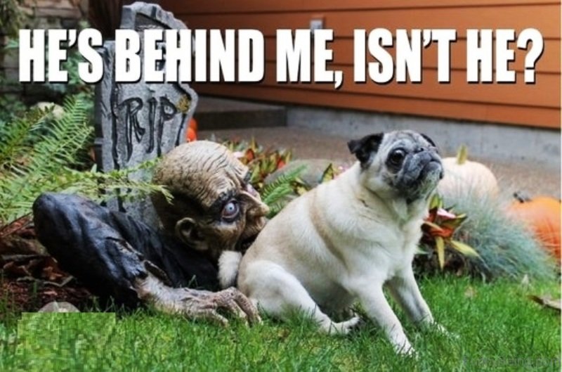 Pug sitting in front of a zombie statue on the ground photo with a text 