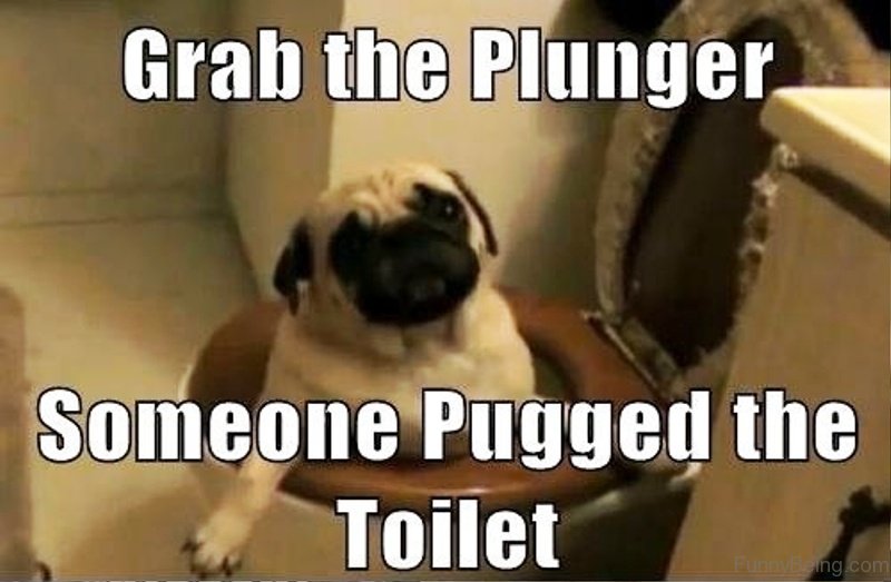Pug stuck in the toilet photo with a text 
