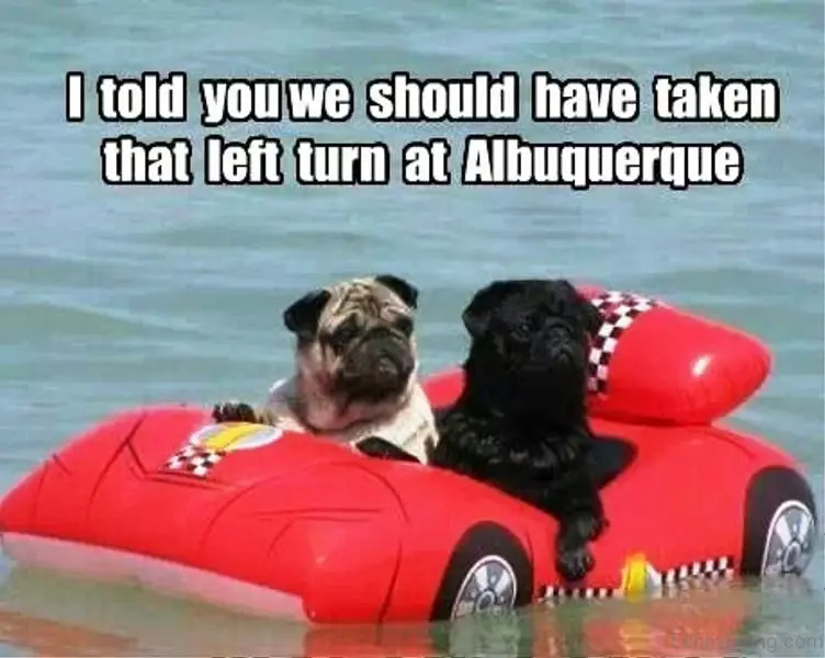 two Pugs sitting in a car inflatable float in the ocean photo with a text 