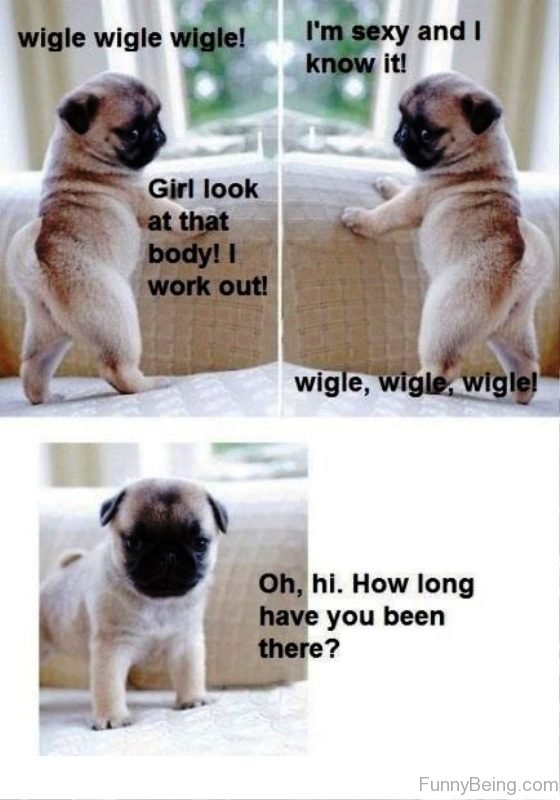 collage photo of a pug puppy standing up showing its butt with a text 