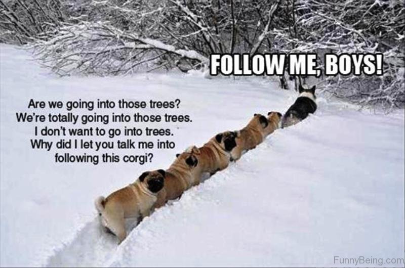 pugs in line in the following the corgi going to the forest photo with a text 