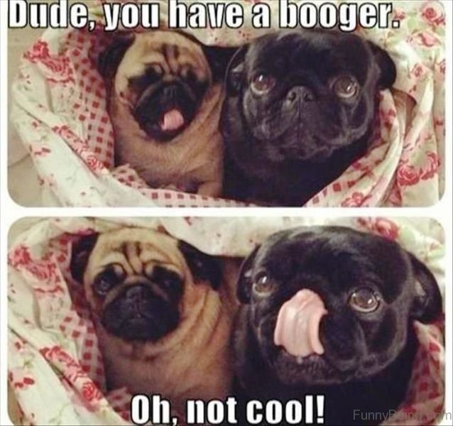 two Pugs wrapped together in a blanket photo with a text 