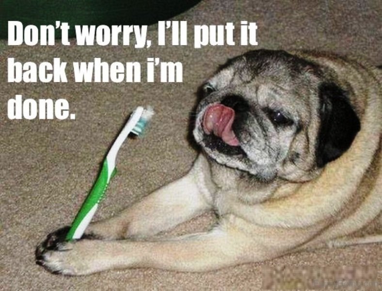 Pug lying down on the floor holding a toothbrush photo with a text 