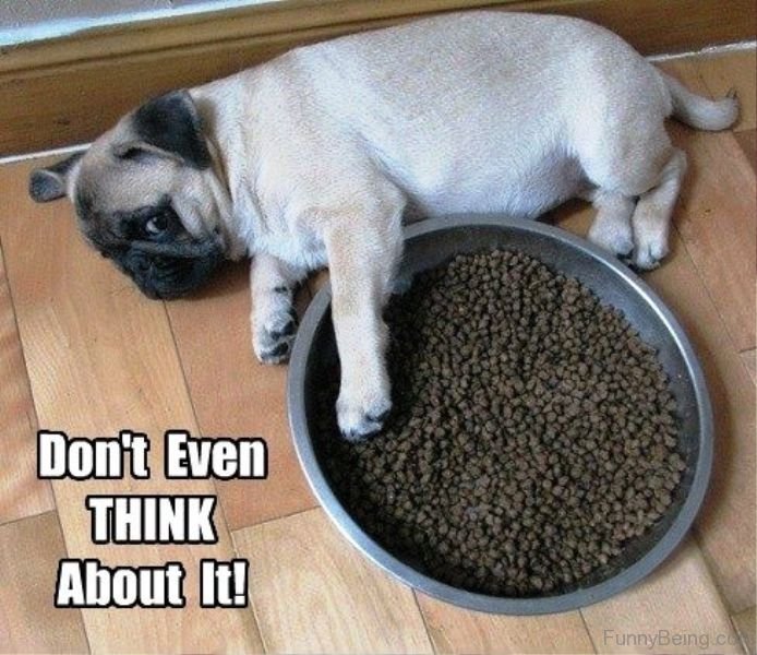 Pug guarding its dog food while lying on the floor photo with a text 