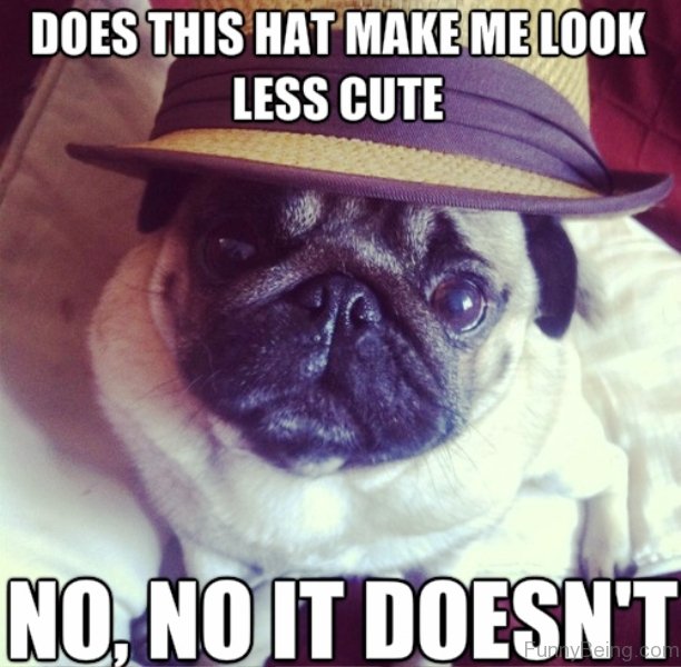Pug siting on the couch while wearing a hat 