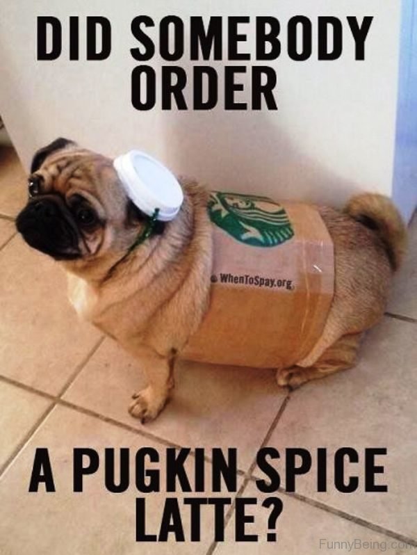starbucks Pug photo with a text 