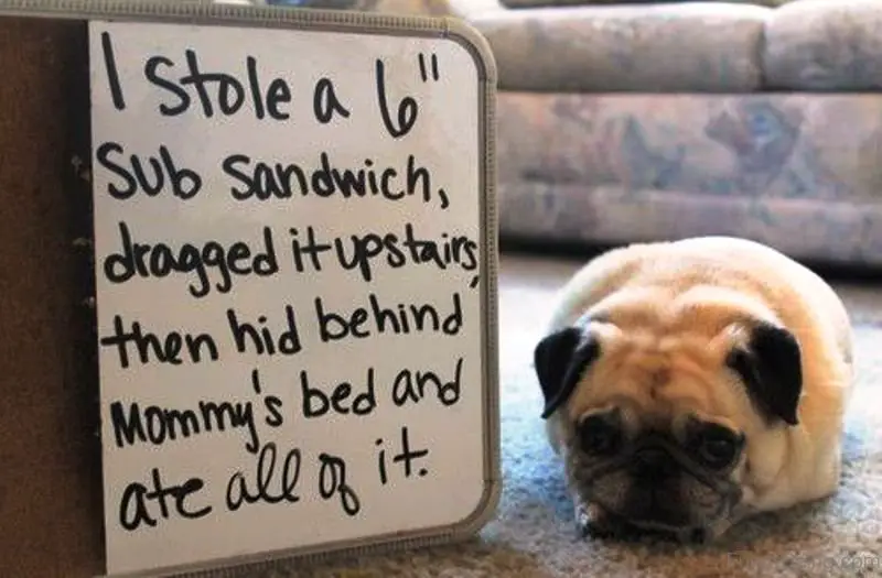 Pug lying down on the floor with its guilty face photo with a note on its side that says 