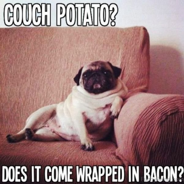 Pug sitting on the couch with a text 