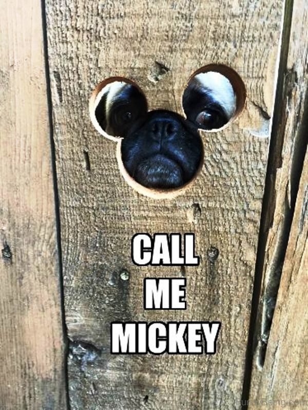 Pug face behind the disney-shaped whole in the wooden fence photo with a text 