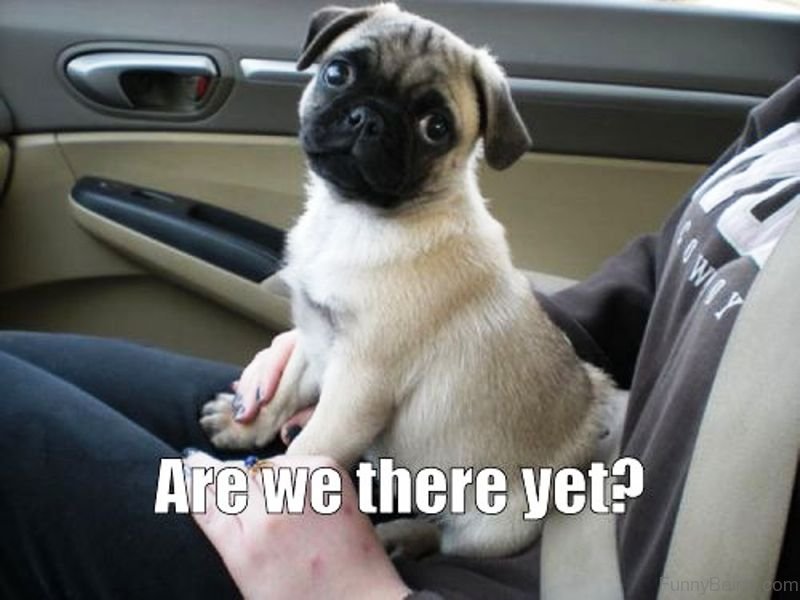 Pug puppy sitting on top of a person's lap sitting in the passenger seat photo with a text 