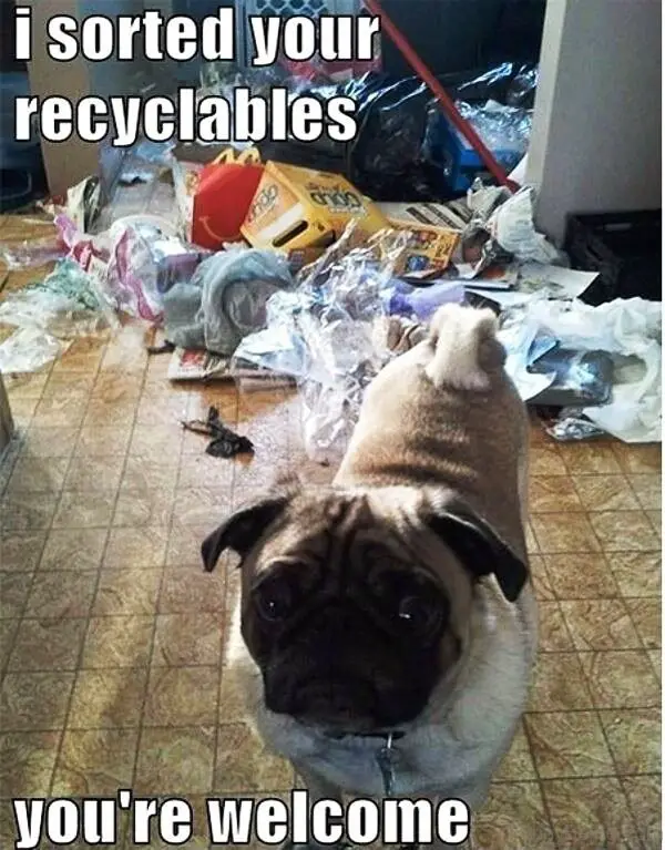 Pug standing on the floor with its guilty face behind a messy trash photo with a text 